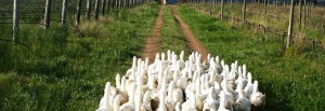 Avondale-ducks